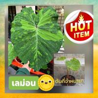 ราคา บอนเลม่อนไลม์Colocasia Lamonlime Gecko ☘️จำหน่ายต้นลูกพร้อมส่งจ้า (14629675168)