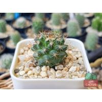 ราคา แมมหนามพิกุล (Mammillaria Mammillaris)กระบองเพชร แคคตัส (10901822942)