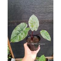 ราคา สบู่เลือด ว่านสบู่เลือด Alocasia Plumbea Nigra (11179375203)