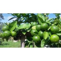 ราคา ต้นมะนาว มะนาวแป้นรำไพ สั่งขั้นต่ำ2ต้น ต้นกล้ามะนาว เพาะเมล็ด เปลือกบาง น้ำเยอะ (13488369128)