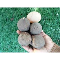 ราคา บัวบกโขด 4cm(วัดเส้นกลาง) มีก้านและใบกลมรูปทรงน่ารัก ไม้หัว ไม้โขด หัวบัวบกโขด (16613005929)