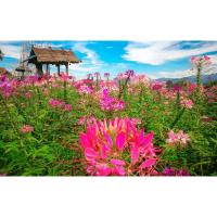 ราคา เมล็ดดอก เสี้ยนฝรั่ง (Cleome) คละสี 45 เมล็ด ซองละ 29 บาท เสี้ยนฝรั่งต้นสูง ช่อดอกมีขนาดใหญ่ เหมาะสำหรับปลูกประดับ (14697282673)
