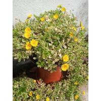 ราคา คุณนายตื่นสายใบด่างดอกเหลือง (8915922560)