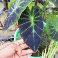 ราคา Colocasia illustris colocasia illustris (10058906863)