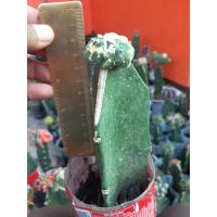 ราคา แอสโตรไฟตัม เตาด่าง #แอสโตรไฟตัม (7348963554)