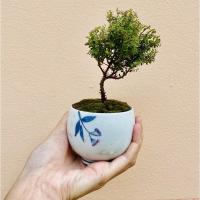 ราคา ต้นเกล็ดปลาหมอแคระ(บอนไซ) (6747050588)