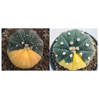 ราคา แอสโตรด่าง/(Astrophytum asterias variegated) แคคตัส กระบองเพชร (12866029153)