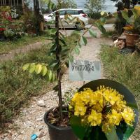 ราคา ต้นรวงผึ้ง/ต้นน้ำผึ้ง/ต้นสายน้ำผึ้ง หรือดอกน้ำผึ้ง (ไม้ประจำรัชกาลที่ 10) ต้นพันธุ์สูงประมาณ 50-60cm.(1ต้น) (2731746641)