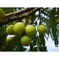 ราคา มะขามป้อมยักษ์ แป้นสยาม เก็บสดจากสวน (เกษตรอินทรีย์) (22654167726)