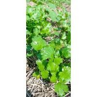 ราคา ต้นกล้าผักชีไทย ต้นละ 9 บาท พร้อมปลูก ซื้อ 10กล้า แถม 2กล้า ขายเป็นต้นกล้าห่อตุ้มส่งไม่มีถุงดำนะคะ (12299784819)