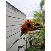 ราคา เมล็ดทานตะวันสีแดงใหม่ (13720550357)