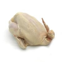 ราคา ไก่อ่อนทั้งตัว (สด) น้ำหนัก 2.0-2.5 กก./ตัว 1 ตัว/แพ็ค (41558797960)