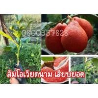 ราคา ส้มโอแดงเวียดนาม กิ่งสูง35-50ซม ปลูกง่าย ทนต่อสภาพอากาศ สีสวย รสชาติหวานอร่อยเนื้อสีแดง (รสชาติคล้ายๆส้มโอแดงทับทิมสยาม) (20904830567)