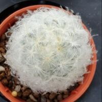 ราคา แมมขนนกขาว (Mammillaria plumosa) cactus แคตตัส กระบองเพชร (6940923212)