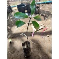 ราคา ต้นกล้าเสียบยอด มะยงชิดทูลเกล้า 4 ต้น ต้นสูงราวๆ 25 ซม.ขึ้นไป ผลใหญ่ รสชาติเปรี้ยวอมหวาน พร้อมจัดส่ง (14851954699)