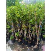 ราคา แก้วเจ้าจอม กิ่งตอน (20587360585)