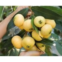 ราคา ชมพู่น้ำดอกไม้ ขายต้นกล้า100บาท(ต้นสูงราว50-60เซ็น) (23077983512)