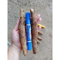 ราคา กล้าสักทอง เหง้าสักรุ่นใหญ่ ต้นพันธ์ุสักทอง พร้อมปลูก ชุดละ 10 เหง้า (13961834369)