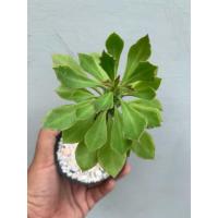 ราคา ต้นพญานาคราช (Euphorbia monadenium Guentheri) (52602639864)