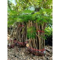 ราคา ต้นชะอม กิ่งชะอม หนามน้อย (19676560934)