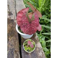 ราคา บอนสี ราตรีประดับดาว✨กระถาง4"ส่งฟรีส่งข้อความขอดูรูปจริงปัจจุบันก่อนตัดสินใจซื้อ (17623785760)