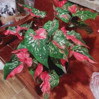 ราคา ต้นลูกพรมฤาษี (บอนเก่าหายาก) (12373658412)