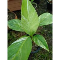 ราคา จัดส่งฟรี กล้วยด่าง กล้วยป่าด่างขาว ด่าง100% (10530108765)