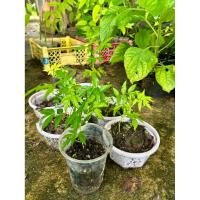 ราคา ต้นปีบ ขนาดสูง 20ซม. (41006757923)