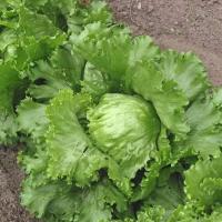 ราคา เมล็ดผักสลัดแก้วผักกาดแก้วบรรจุ400เมล็ด (8715528632)