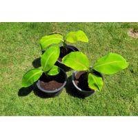 ราคา กล้วยงาช้าง กล้วยมงคล หน่อชำ พร้อมปลูกลงดิน พร้อมส่งค่ะ!!! (16649959107)