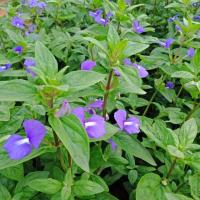 ราคา F36 ต้นบลูฮาวาย Blue Hawaii ดอกสีม่วงสวยมาก ออกดอกทั้งปี #กลางแจ้ง (4542032229)