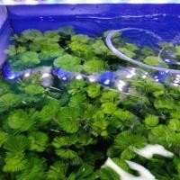 ราคา สาหร่ายหางกระรอกพร้อมกระถาง 3 กระถาง 100 บาท (40006544916)