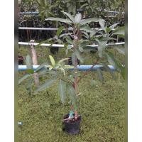 ราคา #ต้นมะม่วงเพชรบ้านลาด #ต้นมะม่วง #พันธุ์ต้นมะม่วง #ต้นพันธุ์ไม้ผล #ต้นไม้ผล (23759095015)