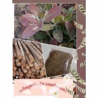 ราคา เมล็ดยูคาลิปตัสปลูกง่ายโตเร็วทนแล้ง เค7 ชุด 10000 เมล็ด 239 บาท แถมต้นกล้าขนาดเล็ก 50ต้น (28756132310)