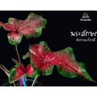 ราคา กระแสมาแรง​ บอนสีพระลักษณ์​ หายาก​ (11857486535)