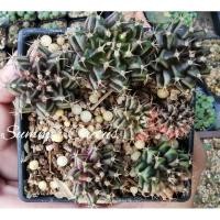 ราคา Gymnocalycium Mihanovichii ด่าง,ยิมโนด่าง ขายยกกระถาง (9401663996)