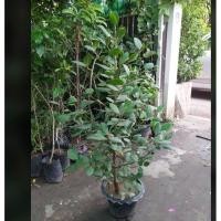 ราคา ขาย ต้นลำแพน ไม้หายาก สูงประมาณ 40 ซม ขึ้นไป มาใหม่ต้นสวยแข็งแรง รับประกันเสียหายจากการขนส่งเคลมฟรีค่ะ (3467592375)