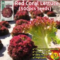 ราคา ปลูกง่าย ปลูกได้ทั่วไทย เมล็ดพันธุ์ ผักกาดหอม สีม่วง ปลูกได้ทั้งปี 500เมล็ด Red Lettuce Seeds เมล็ดผักต่างๆ เมล็ดพันธุ์ผ (25735444992)