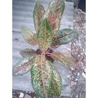 ราคา อโกลนีมาชื่อ 20กะรัต #ยี่สิบกะรัต (22475934036)