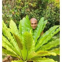 ราคา Bird's Nest Fern, Bird's Nest Fern, Osaka Royal Fern, Size XL (48701997317)