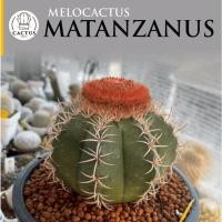 ราคา Melocactus matanzanus ไม้เมล็ด กระถาง 5 นิ้ว (28753608772)