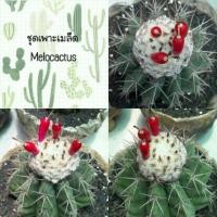 ราคา ชุดเพาะเมล็ด Melocactus (237205548)