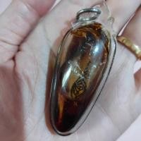 ราคา ว่านดอกทอง( รากราคะ) ว่านรากราคะ อาจารย์เทพ พงศาวดาร (5515465090)