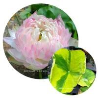 ราคา ไหลบัวหลวงGold splashHibiscus บัวด่าง กลีบดอกซ้อนฟู เป็นบัวที่สวยและมีเอกลักษณ์ ขายสายพันธุ์เป็นแบบไหลเช่นตัวอย่างในรูป (26920461056)