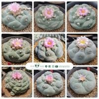 ราคา เมล็ดโลโฟ Lopho Yatagai ibo x Ooibo (20 seeds)​ (9875122425)