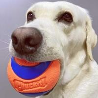 ราคา ลูกบอลสัตว์เลี้ยงทนต่อการกัดฟันออกกำล อเมริกัน petmate (25782072078)