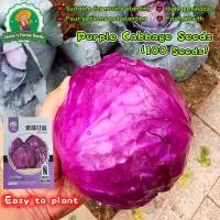 ราคา เมล็ดพันธุ์ กะหล่ำปลีสีม่วง 100 เมล็ด Red Purple Cabbage Seeds for Planting Vegetables Plants เมล็ดพันธุ์แท้ OP แท้ (42523439498)
