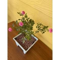 ราคา กุหลาบหนูแคละ สีชมพูขายพร้อมกระถางโรมัน 6 นิ้วต้นขายตามรูป (12230699462)