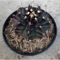 ราคา ต้นกระบองเพชร แคคตัส ยิมโนสีม่วง (9915385143)