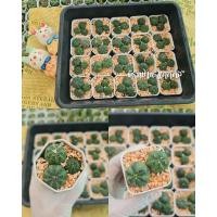 ราคา แอสโตรไฟตัม Astro แคคตัส cactusพร้อมส่ง (7261766896)